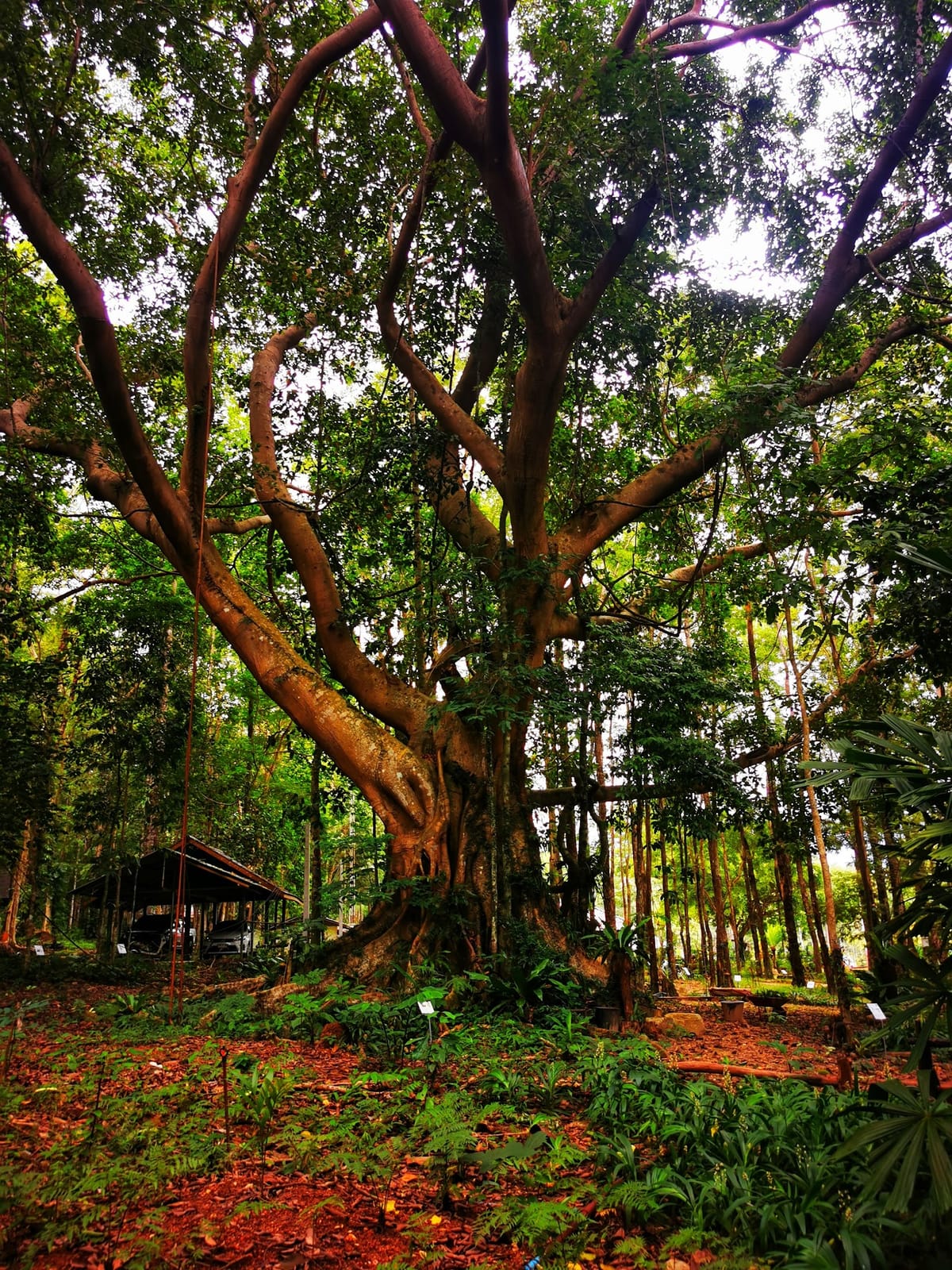 Khao Chamao-Khao Wong National Park — Road Trips in Rayong, Pattaya