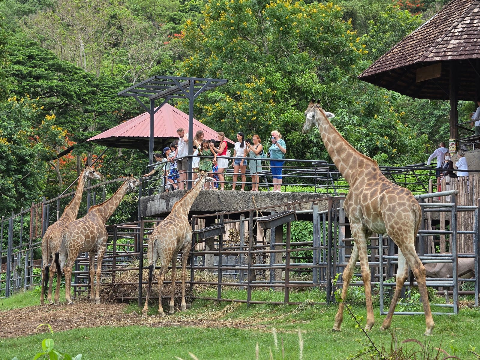 Khao Kheow Open Zoo — Family & Kids in Bang Phra, Pattaya