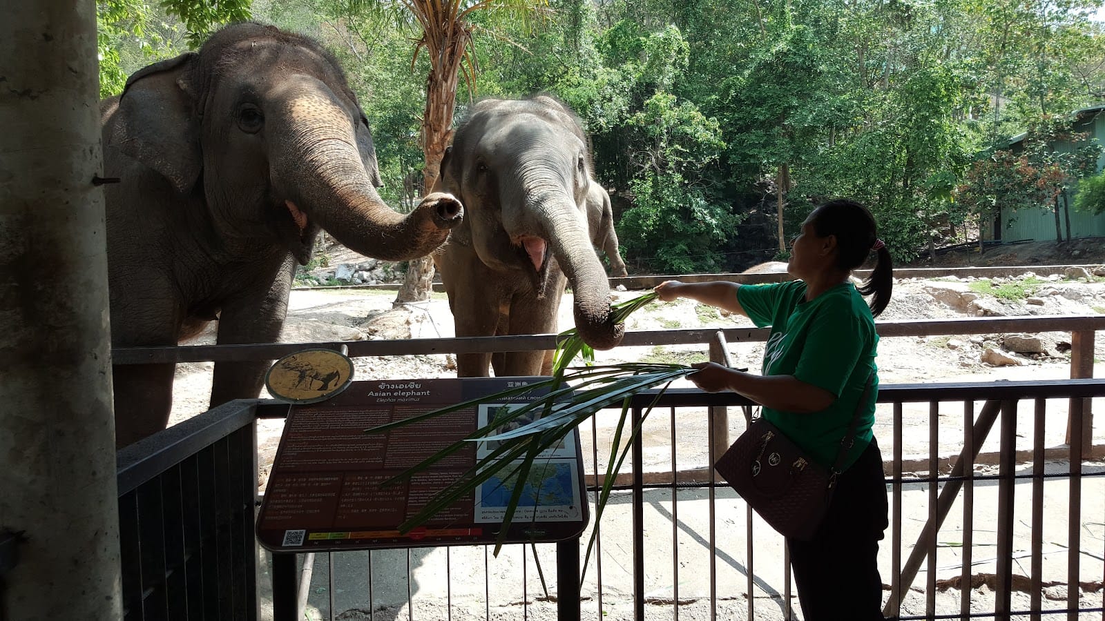 Khao Kheow Open Zoo — Family & Kids in Bang Phra, Pattaya