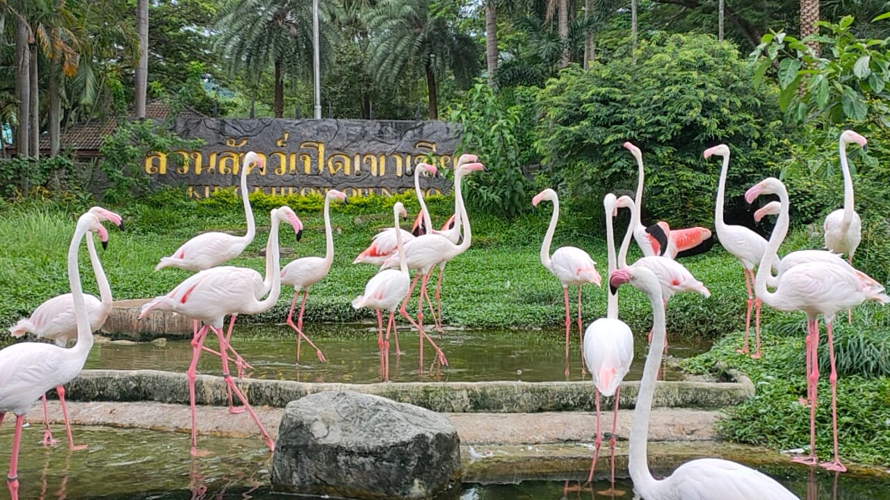 Khao Kheow Open Zoo — Family & Kids in Bang Phra, Pattaya