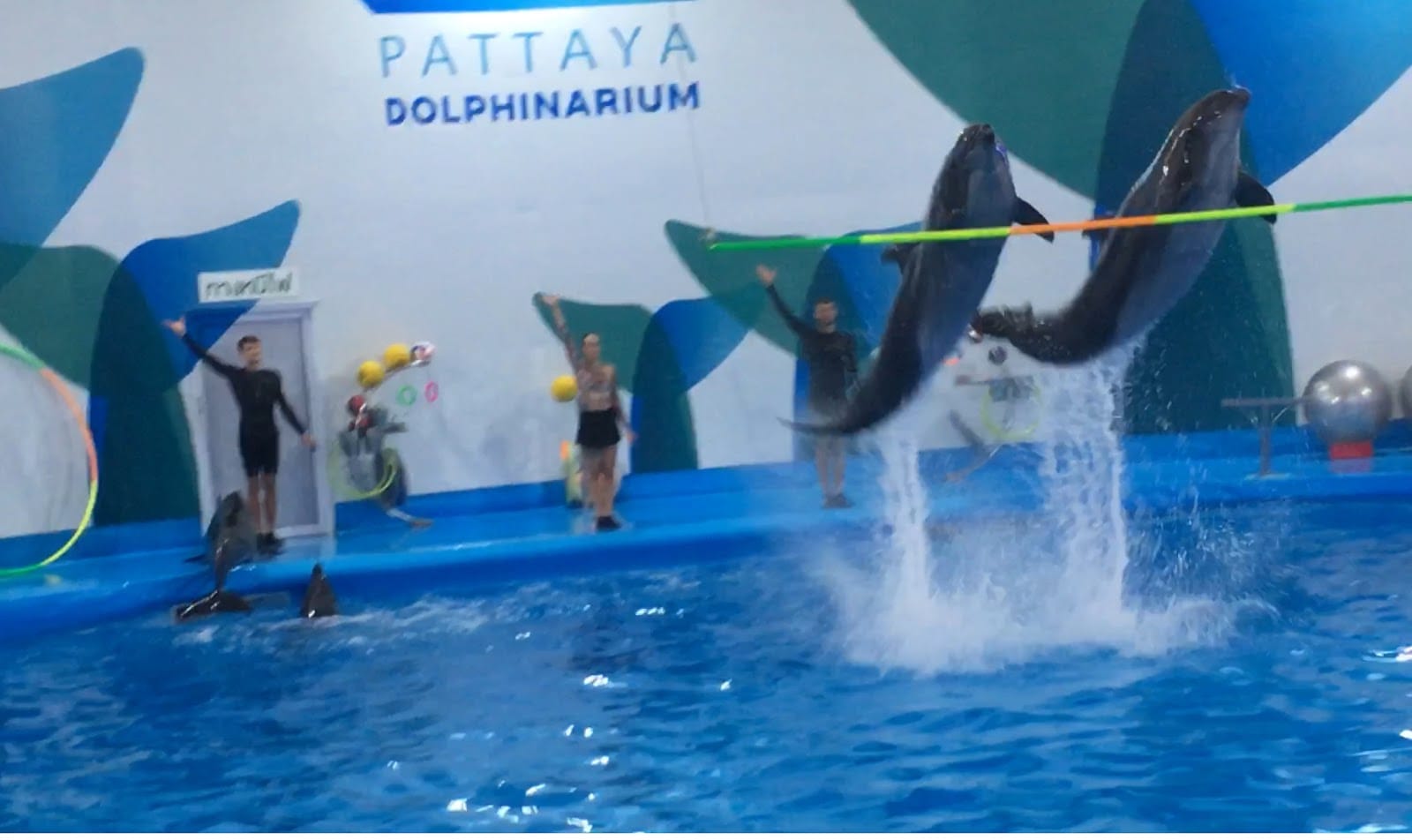 Pattaya Dolphinarium — Family & Kids in Pattaya, Pattaya
