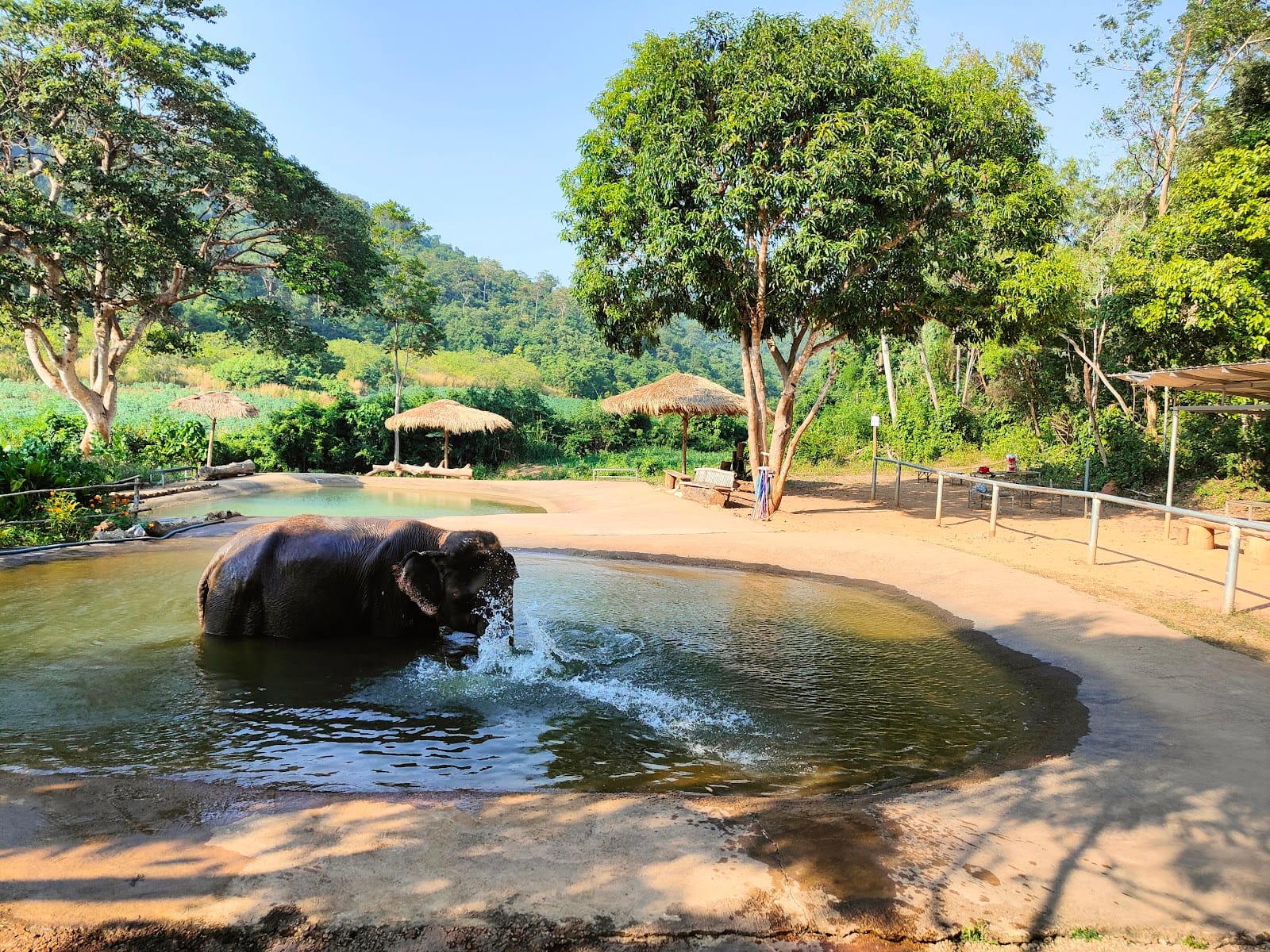 Pattaya Elephant Sanctuary — Activities in Pattaya, Pattaya