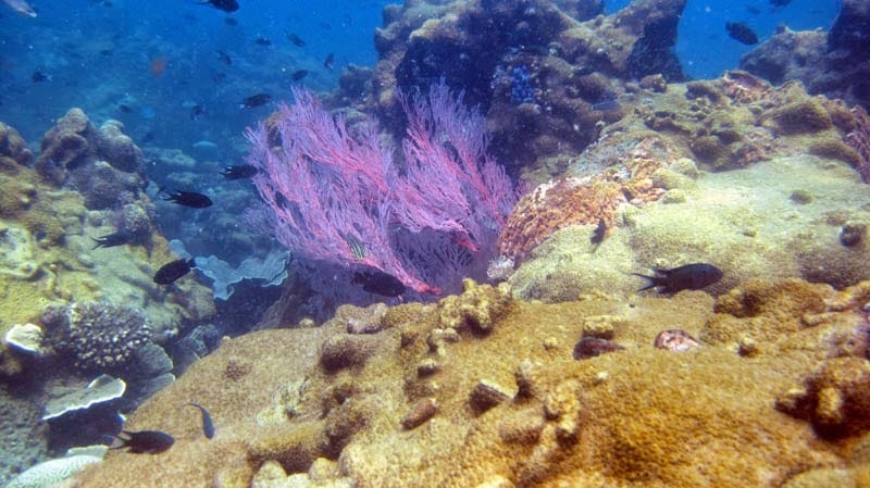 Real Divers Pattaya — Activities in Pattaya, Pattaya
