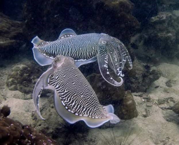 Seafari Dive Centre Pattaya — Activities in Pattaya, Pattaya