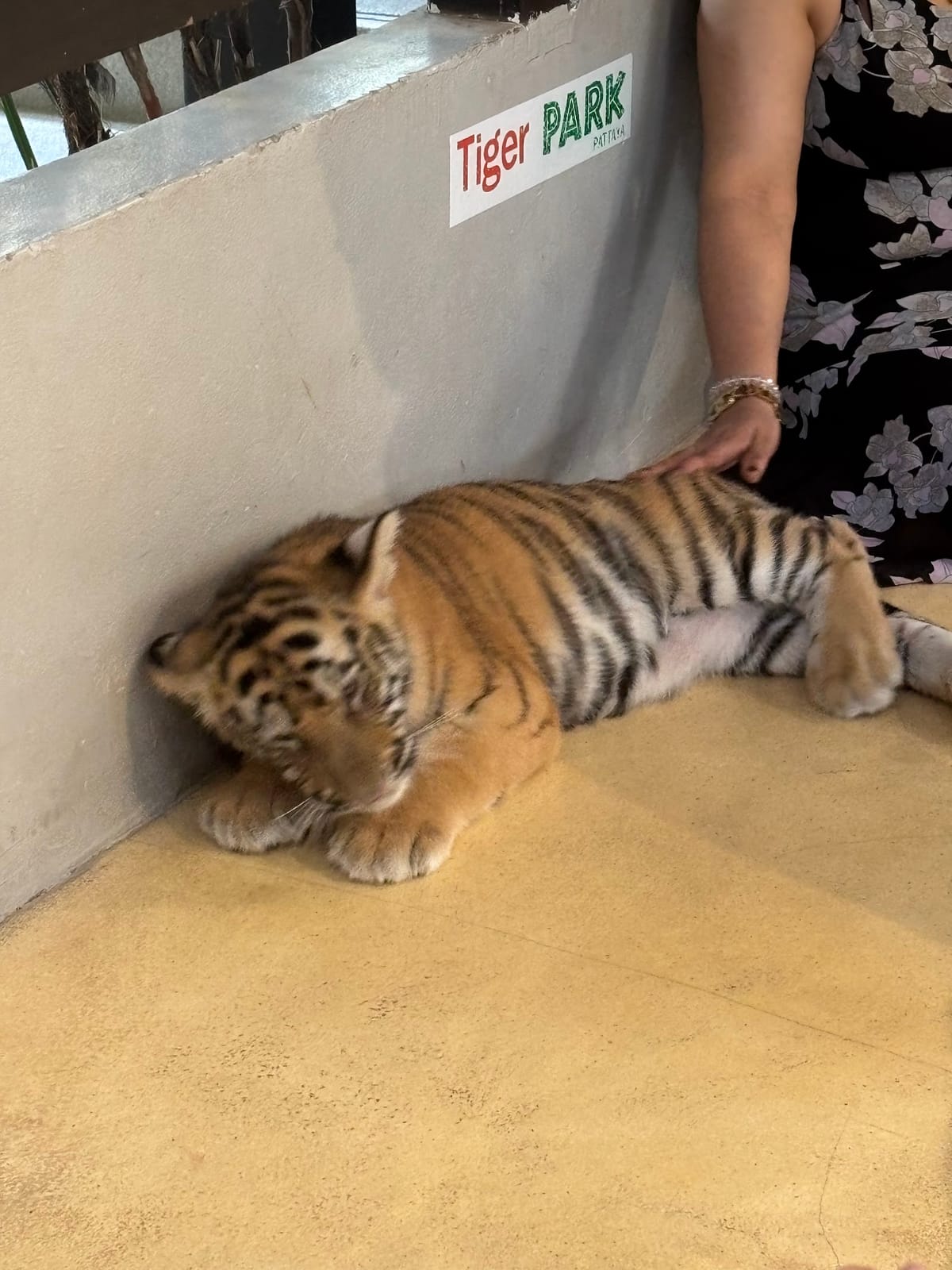 Tiger Park Pattaya — Activities in Pattaya, Pattaya