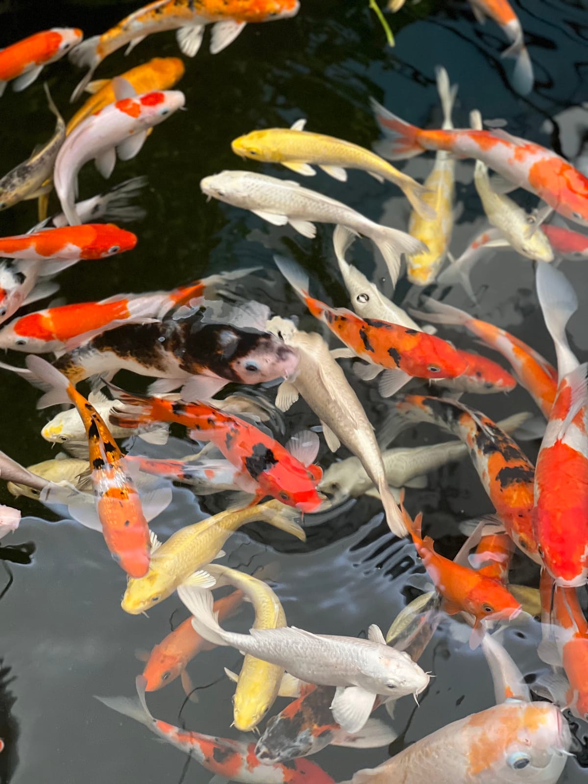 Underwater World Pattaya — Family & Kids in Pattaya, Pattaya